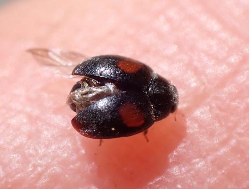 Scymnus sp.